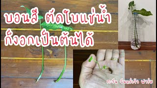 บอนสี ตัดใบแช่น้ำ ก็งอกเป็นต้นได้