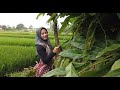 BIKIN MATA SUSAH BERKEDIP MELIHAT KECANTIKAN NENG FEBRI GADIS DESA CANTIK - SUASANA PEDESAAN BANTEN