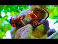 Wow! Amazing action newborn monkey babies showing action the cozy with the young mother