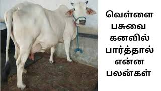 வெள்ளை பசுவை கனவில் பார்த்தால் என்ன பலன்கள் kanavu palangal tamil