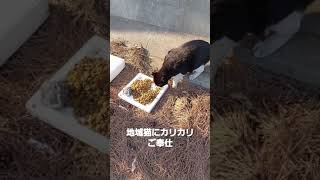 地域猫　少しずつ慣れてきた黒坊等にカリカリ大量ご奉仕