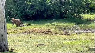 A leopard hunting a deer at Yala National Park | Real-time video