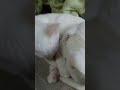 子猫達の毛づくろい