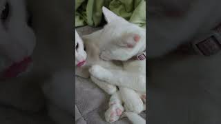 子猫達の毛づくろい