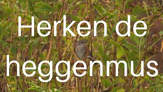 Herken de heggenmus / The Dunnock #468