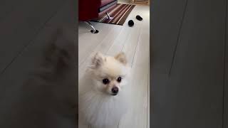 リンゴをキャッチチャレンジするポメラニアン【159日目】Apple Catch Challenge Pomeranian [Day 159]#shorts