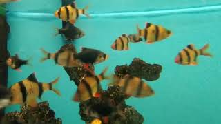 Tiger barbus , asian tropical fish relaxing video