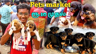 Cheapest Dog Market | Cheapest Pet market | Chennai Broadway Pet Market | Dog Puppy Price \u0026 Contact