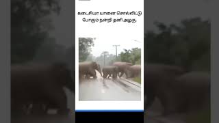 Elephant salute