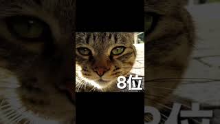 [野良猫ショート]のぶしろ猫動画2024年間再生数トップ10！前編[straycat]Nobushiro cat Videos Top 10 views in 2024!part1!