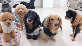 三連休のはじまりだ　🐶ひみつきちなう！①🐶  2024年1月6日