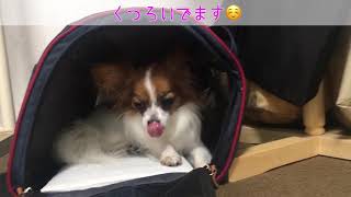 【パピヨンのベルちゃん】キャリーバッグ大好き犬🐶