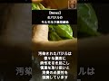 【news】生バジルのサルモネラ集団感染 shorts foodsafety