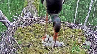 Melnais stārķis~Ogris comes home-Change of incubation \u0026 breakfast ~5:19 am 2024/05/25