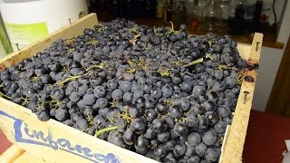 How To Make Red Wine From Grapes: Destemming \u0026 Crushing