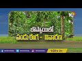 బొప్పాయిలో పండు ఈగ నివారణ papaya cultivation matti manishi 10tv