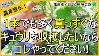 【キュウリ栽培】梅雨時から暑い夏にやるお世話（整枝・追肥・水やりなど）のコツを解説！【有機農家直伝！無農薬で育てる家庭菜園】　23/6/8