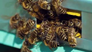 bee exterminator dallas | best bee exterminator in dallas