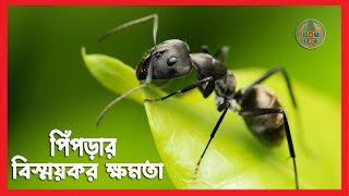 পিঁপড়া | পিঁপড়ার বিস্ময়কর ক্ষমতা | The Power of Ants Bangla | DoT Etc Bangla