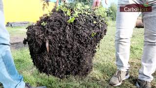 Znaczenie próchnicy w uprawie borówki / The significance of humus in blueberry cultivation