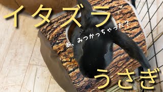 かくれんぼや、イタズラばかりするうさぎの部屋んぽ【No.12】