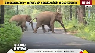 കോതമംഗലം - കുട്ടമ്പുഴ മേഖലയിൽ കാട്ടാന ശല്യം രൂക്ഷം