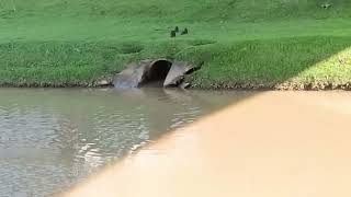 新加坡野生动物 Singapore Wildlife _ Smooth-coated Otters 水獭