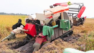 ម៉ាសុីនច្រូតជាប់ផុង Harvester Machine Driver Down Muddy | Incredible Safety Recovery Harvesting