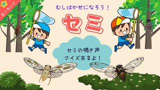 【知育動画】セミについての知識を紹介するよ!!〜むし博士になろうシリーズ〜3歳/4歳/5歳/6歳/