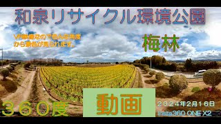 和泉リサイクル環境公園の菜の花　３６０度動画（２０２４年２月１６日）