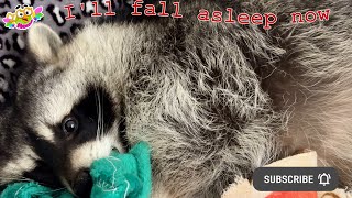 Marcel the Raccoon: the story of a nightly ritual before bed