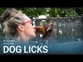 This is why you should stop letting your dog lick your face This is why you should stop letting your dog lick your face