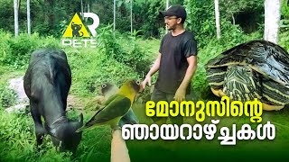 മോനുസിന്റെ ഞായറാഴ്ച്ചകൾ | keral buffalo & Turtles one day 🐃 🐢