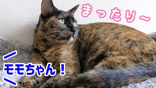 サビ猫モモちゃんがくつろいでる最中に大好きなパパが呼ぶと…？