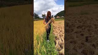 😍 EP157, my rural life vlog, a beautiful village girl in the mountains, #shorts, SAM Natural Life