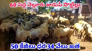 NELLORE JUDUPI BIGGEST SHEEP RAMS BAKRA POTTELU 63020 39854