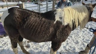 Horses recovering after abuse reported in southern Indiana