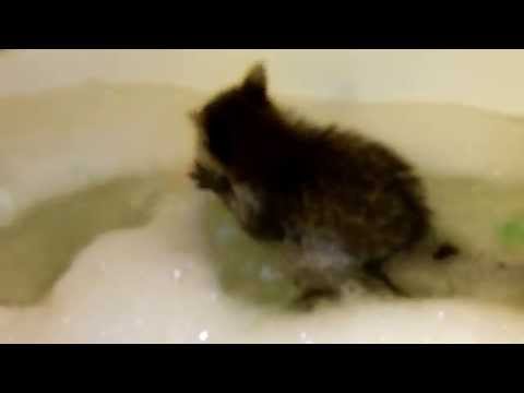 Baby raccoons playing, swimming and play fighting Baby raccoons playing, swimming and play fighting