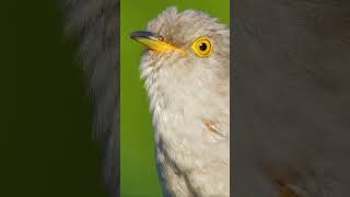 Sounds of the Wild: Indian Cuckoo, Northern Pintail, and Common Cuckoo Harmony