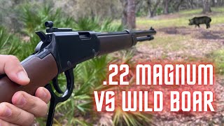 Hunting Invasive Wild Hogs With .22 Magnum