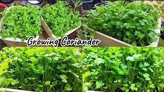 Growing​ coriander in container​🌱🌱 | การปลูกผักชีให้งอกใน 3 วัน🌱🌱