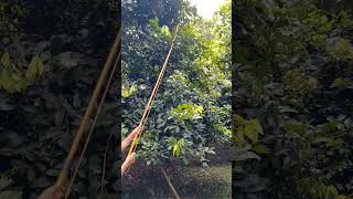 what's rambutan pruning #shorts #viral #shortvideo #agriculture #pruning #fruit