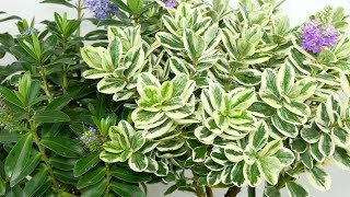 Shrubby Veronica (Hebe ×andersonii)