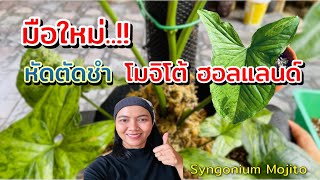 มือใหม่..!! หัดตัดชำ โมจิโต้ฮอลแลนด์ syngonium mojito