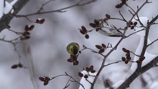 マヒワ　採食　Eurasian Siskin