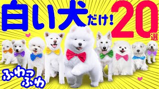 【English subtitles】20 White Dog Breeds ❤️ Cute Fluffy White Angels