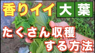 香りのよい大葉をなが〜く収穫する方法！【家庭菜園】