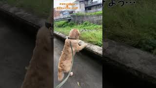 愛犬クラウンとの朝んぽ！  うちの子は歩き方が独特で草 #ゴールデンレトリバー #ゴールデンレトリバーのいる生活