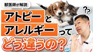 【犬猫】アトピーとアレルギーの違いって何？獣医師が分かりやすく実演しながら解説！