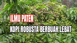 Cara merawat tanaman kopi stek agar berbuah lebat//petani alam